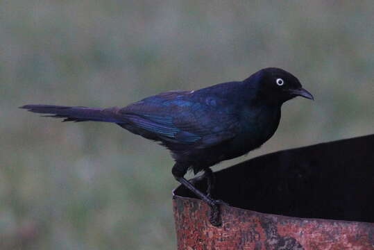 Image of Rueppell's Glossy-Starling