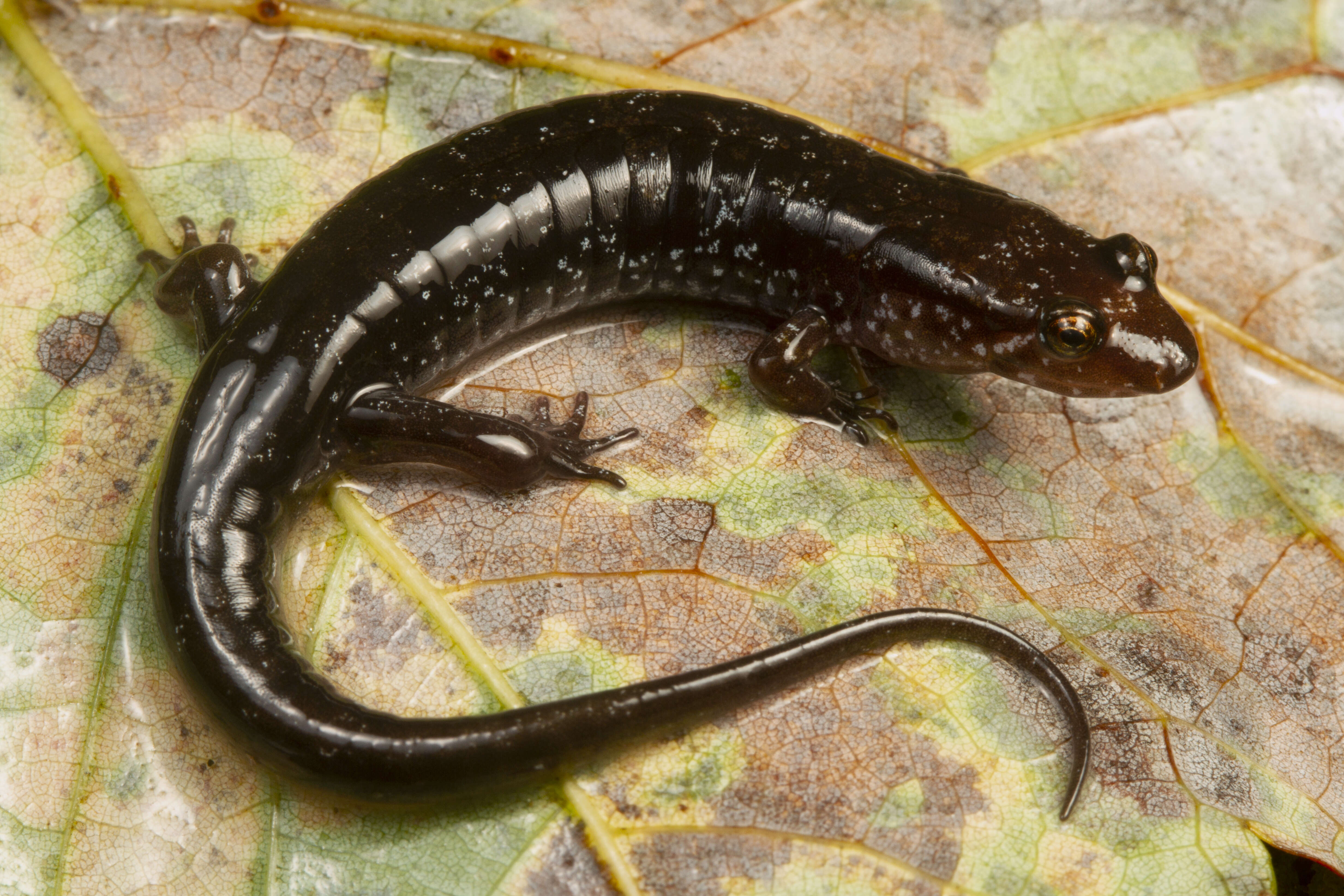 Image of Ocoee Dusky Salamander