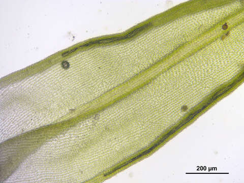 Image of orthotrichum moss