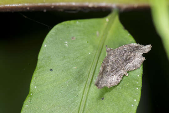 Image of Nagadeba indecoralis Walker 1865