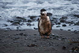 Image of Chinstrap Penguin