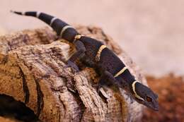 Image of Hainan Cave Gecko