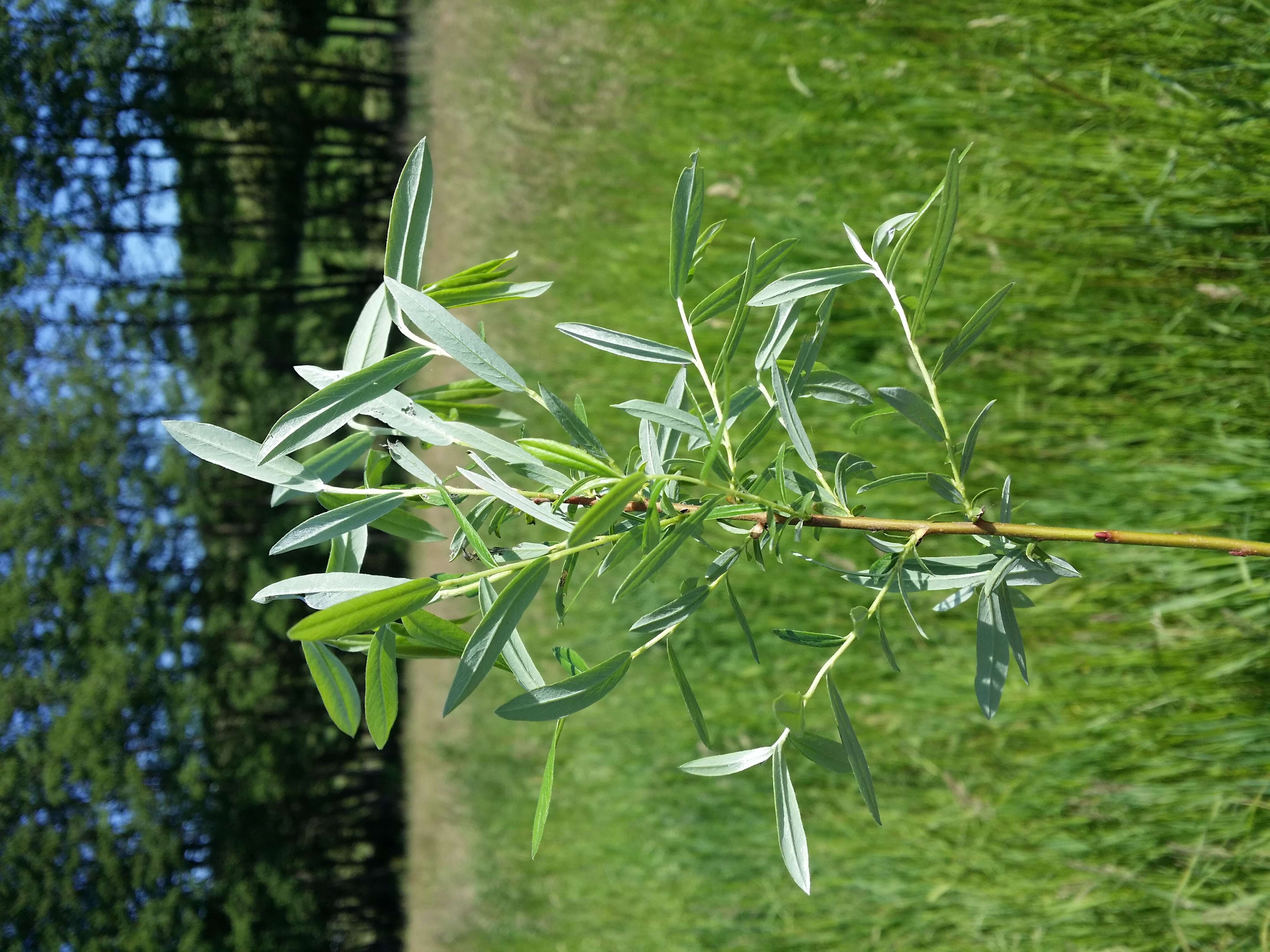 Image of creeping willow