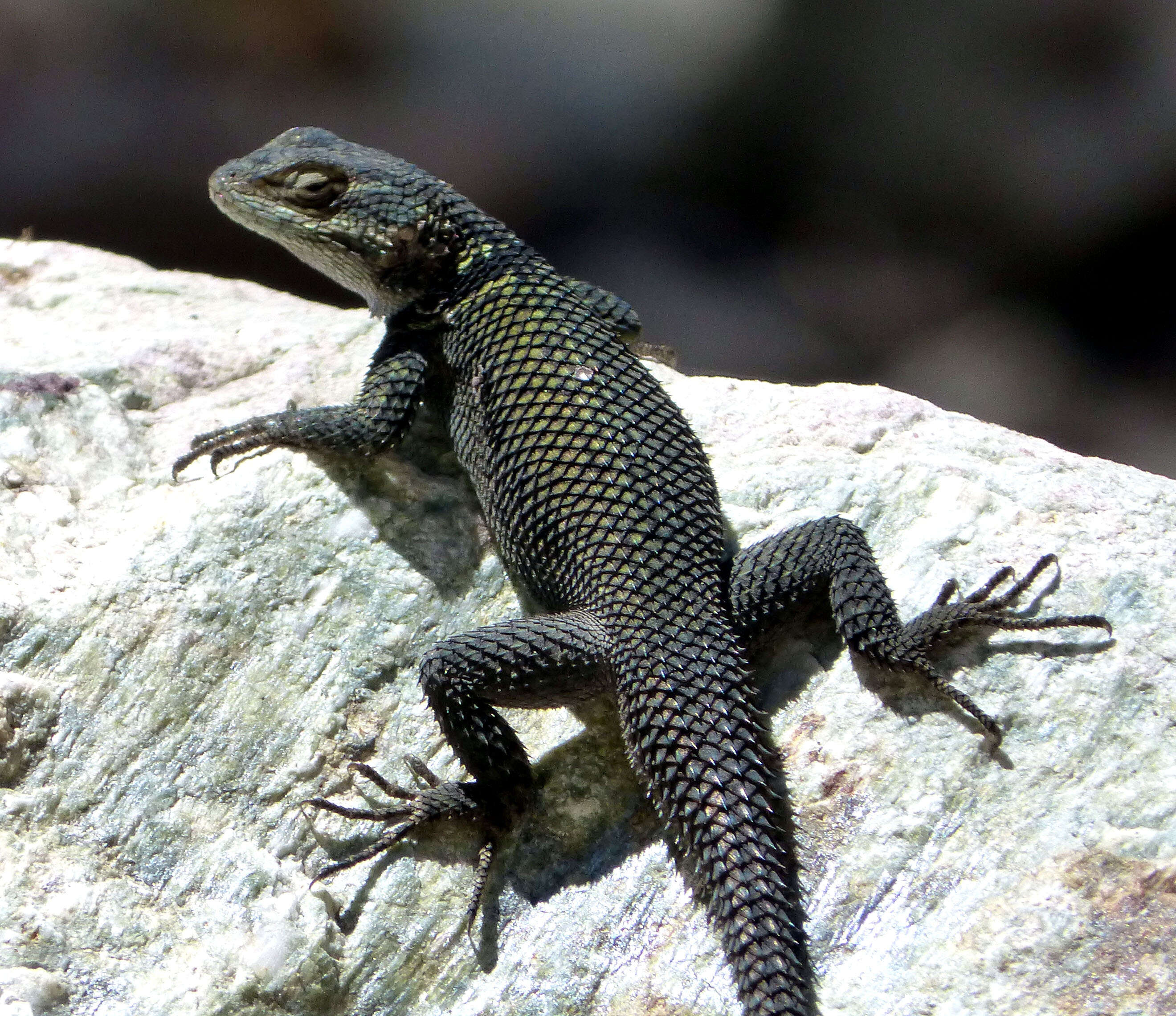 Image of Yarrow's Spiny Lizard