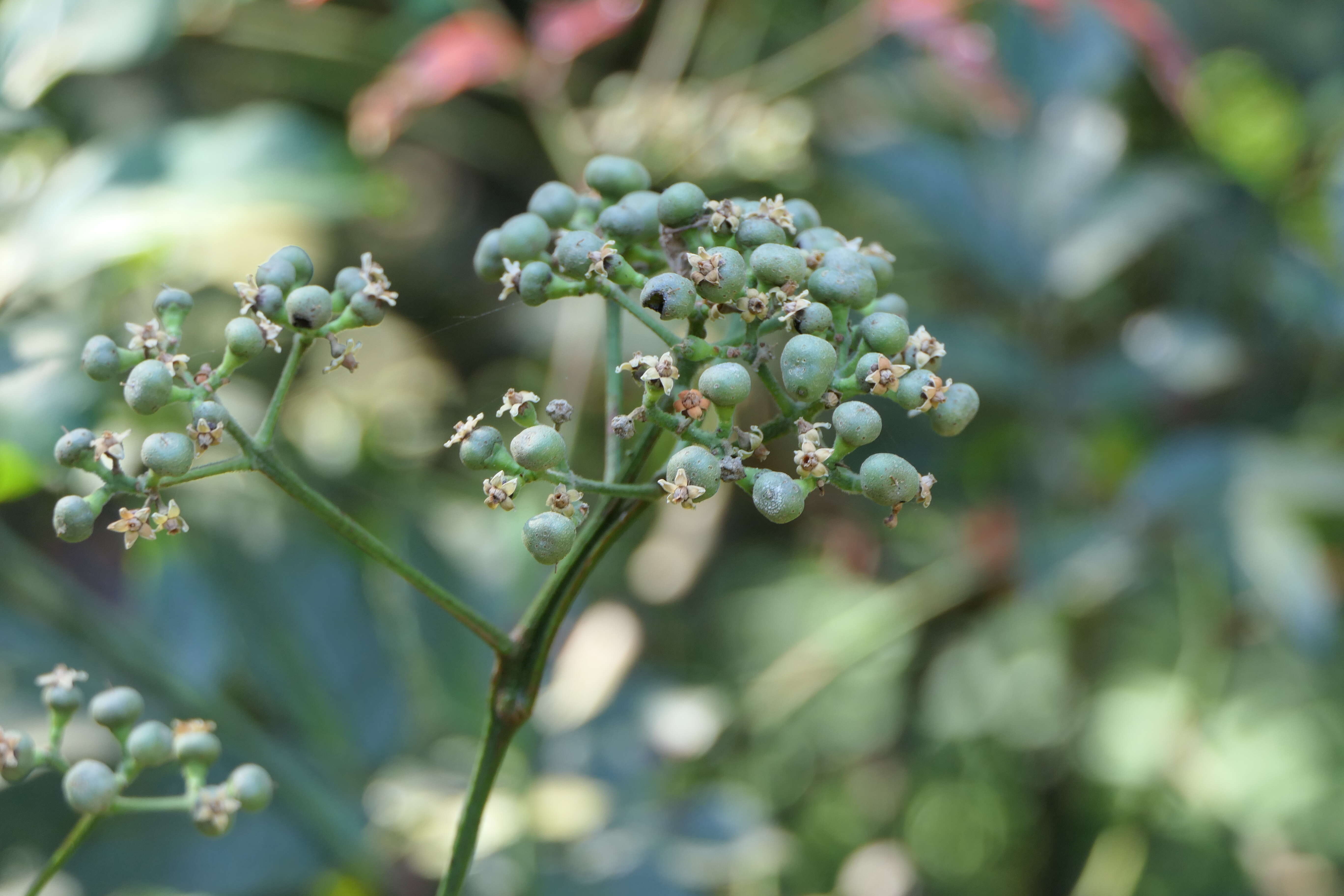 Image of bandicoot-berry