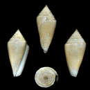 Image of Conasprella agassizi