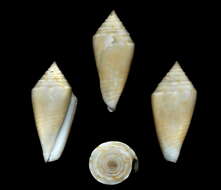 Image of Conasprella agassizi