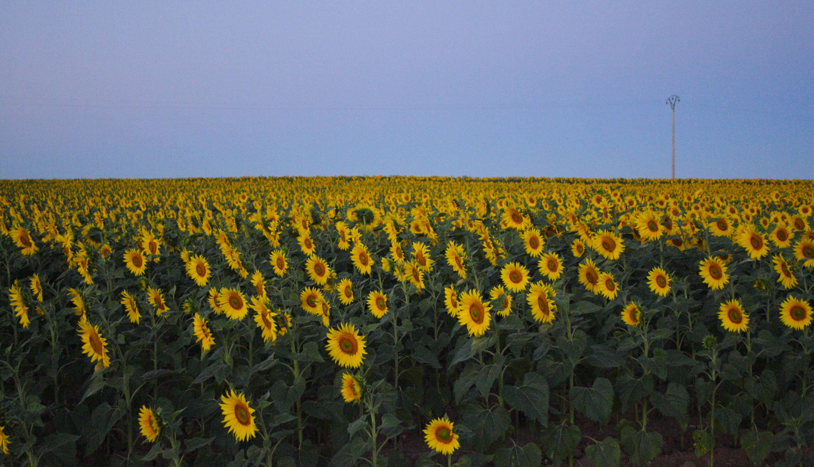 Image of common sunflower