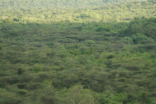 Plancia ëd Vachellia planifrons (J. König ex Wight & Arn.) Ragup., Seigler, Ebinger & Maslin