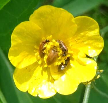 Image of common buttercup