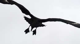 Image of Brown Skua