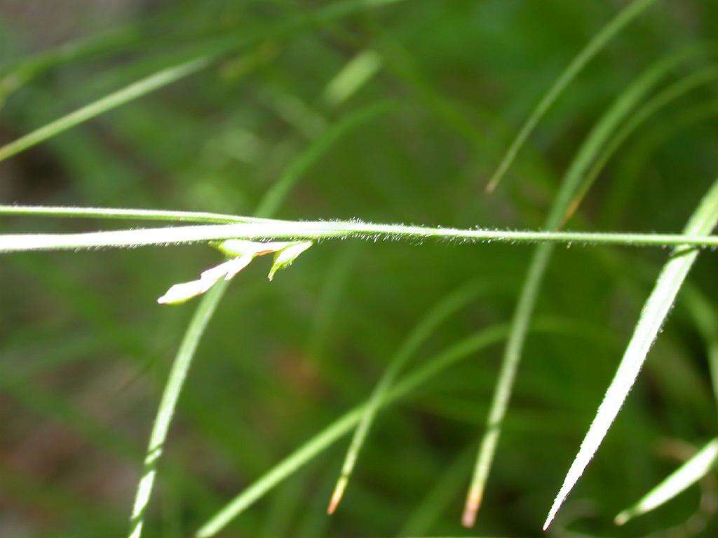 Image of Carex duvaliana Franch. & Sav.