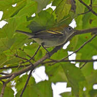 Image of Chestnut-sided Warbler