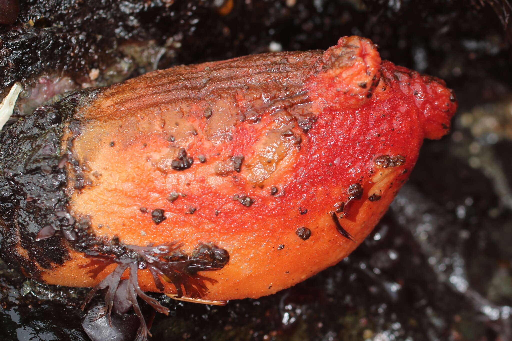 Image of Sea peach