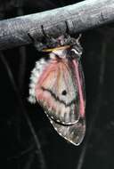 Image of Pandora Moth