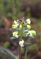 Image of Lapland lousewort