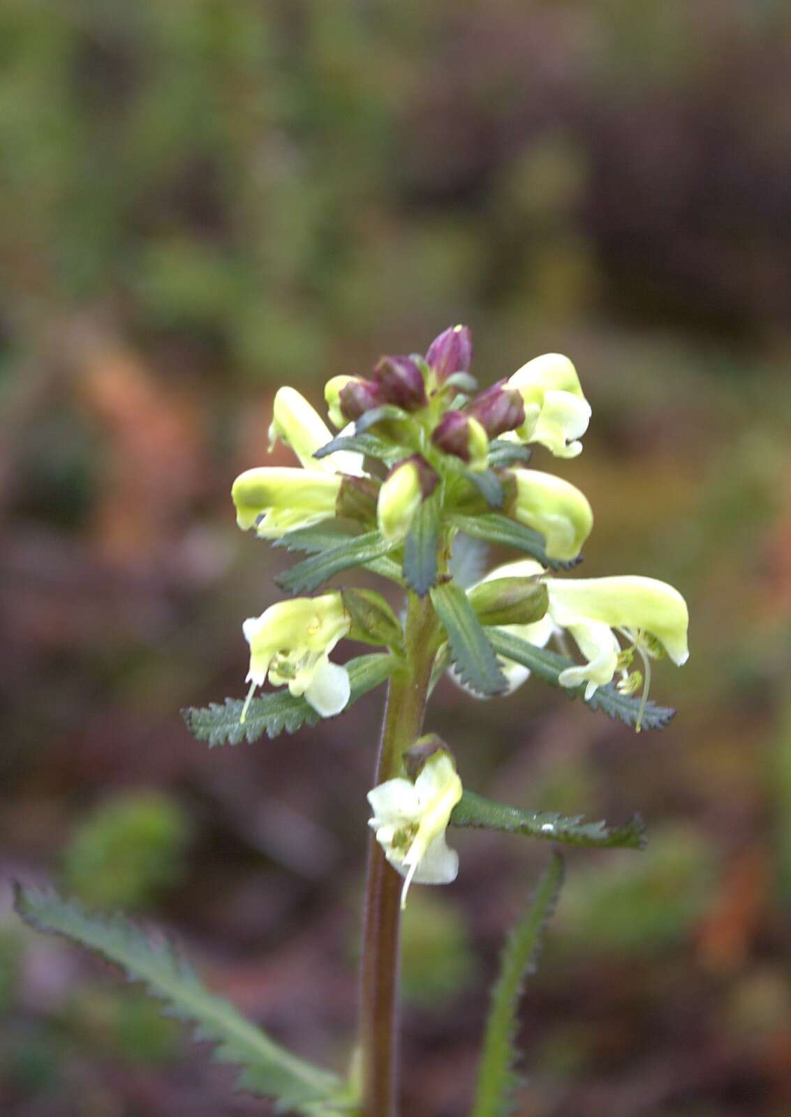 Image of Lapland lousewort