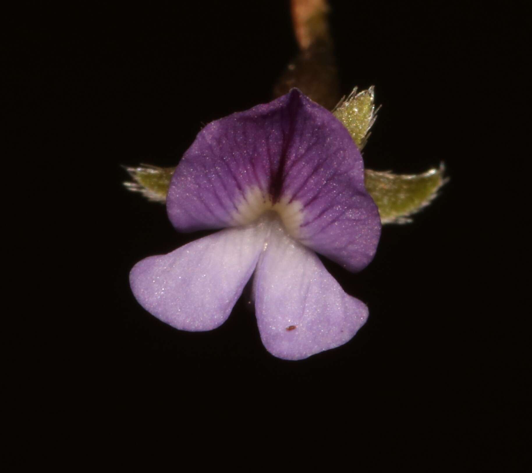 Image of Psoralea cataracta