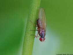 Image of Pomace fly