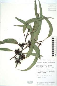 Image of Eucalyptus alaticaulis R. J. Watson & P. Y. Ladiges