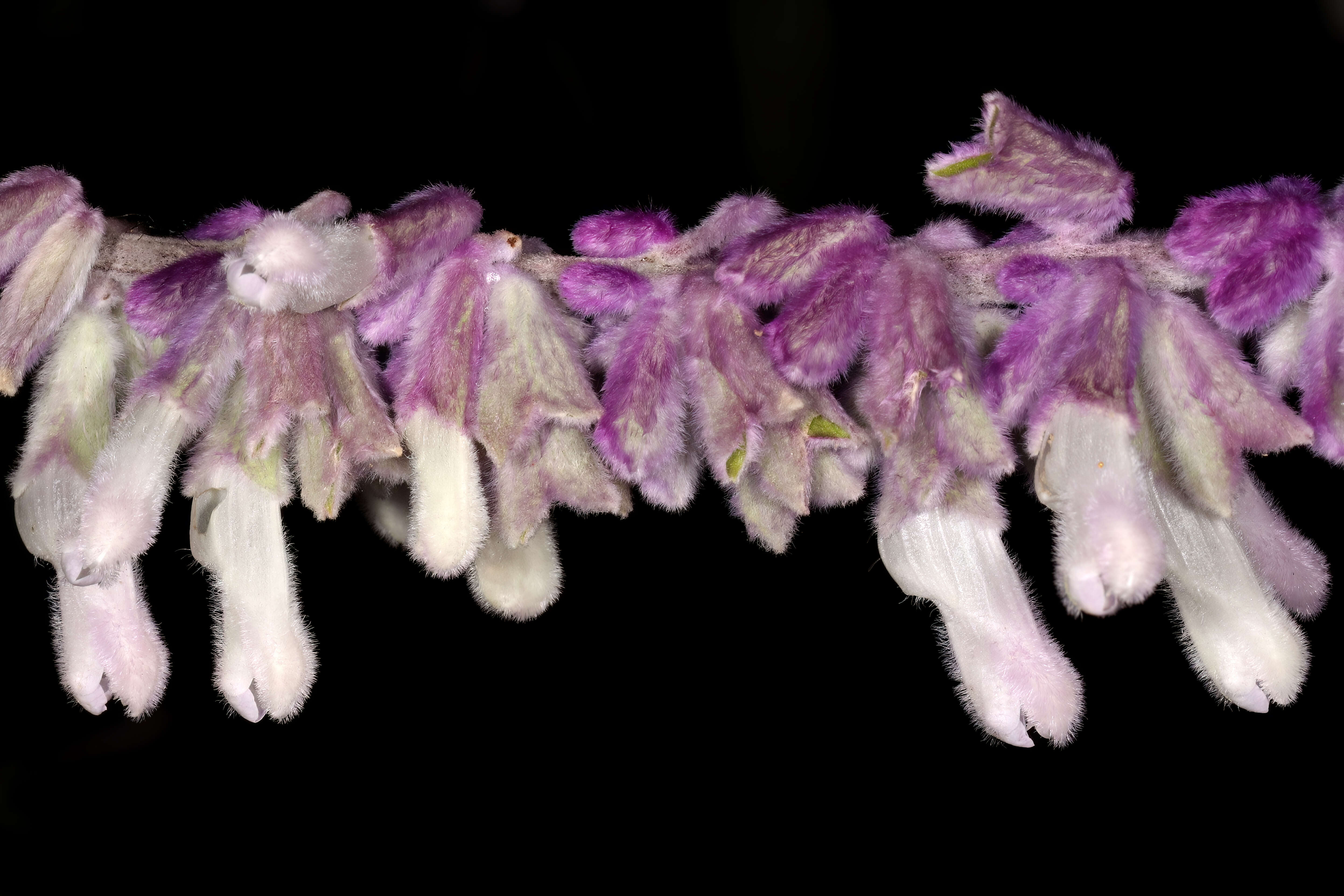 Imagem de Salvia leucantha Cav.