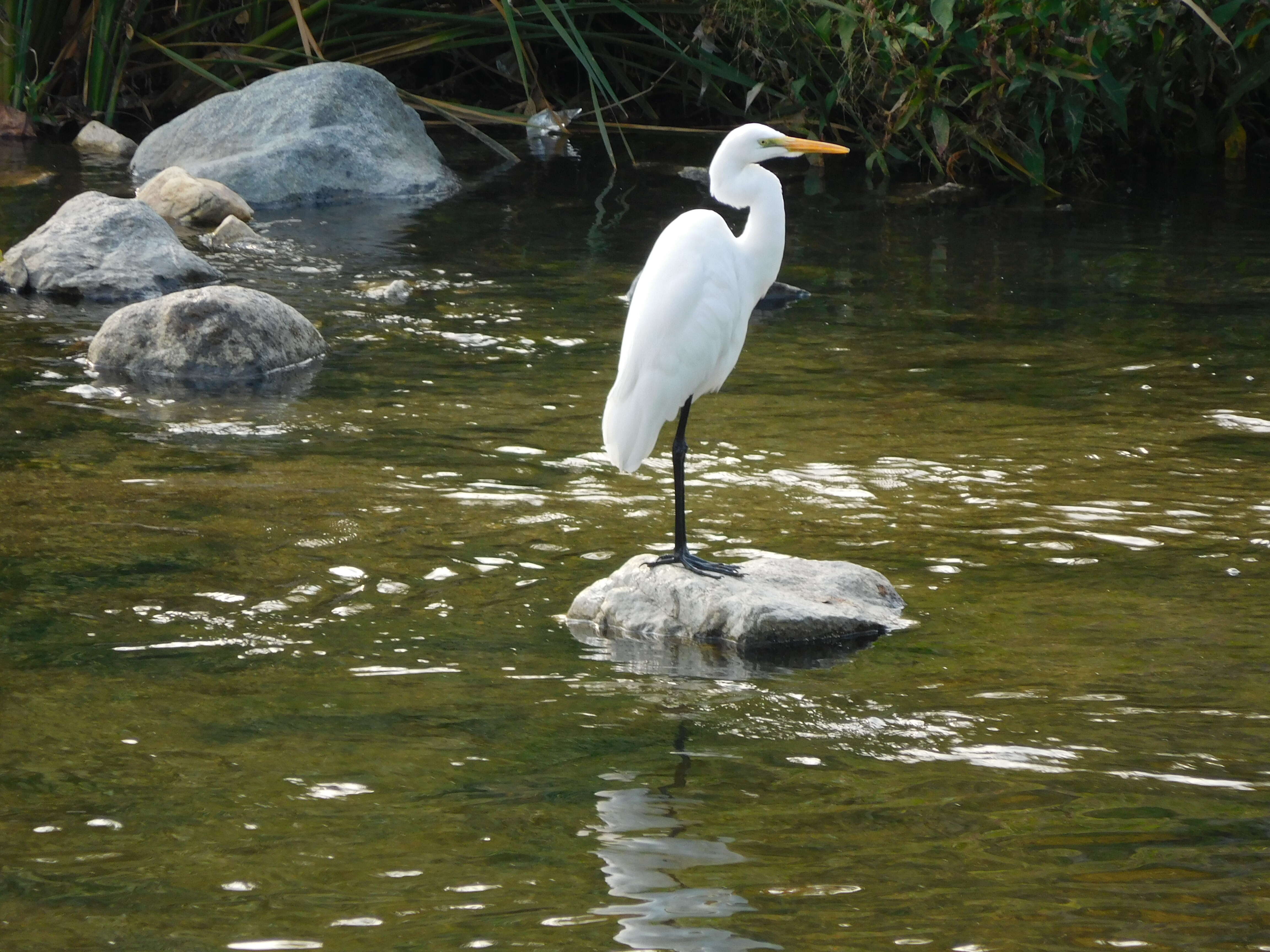 Image of Great Egret