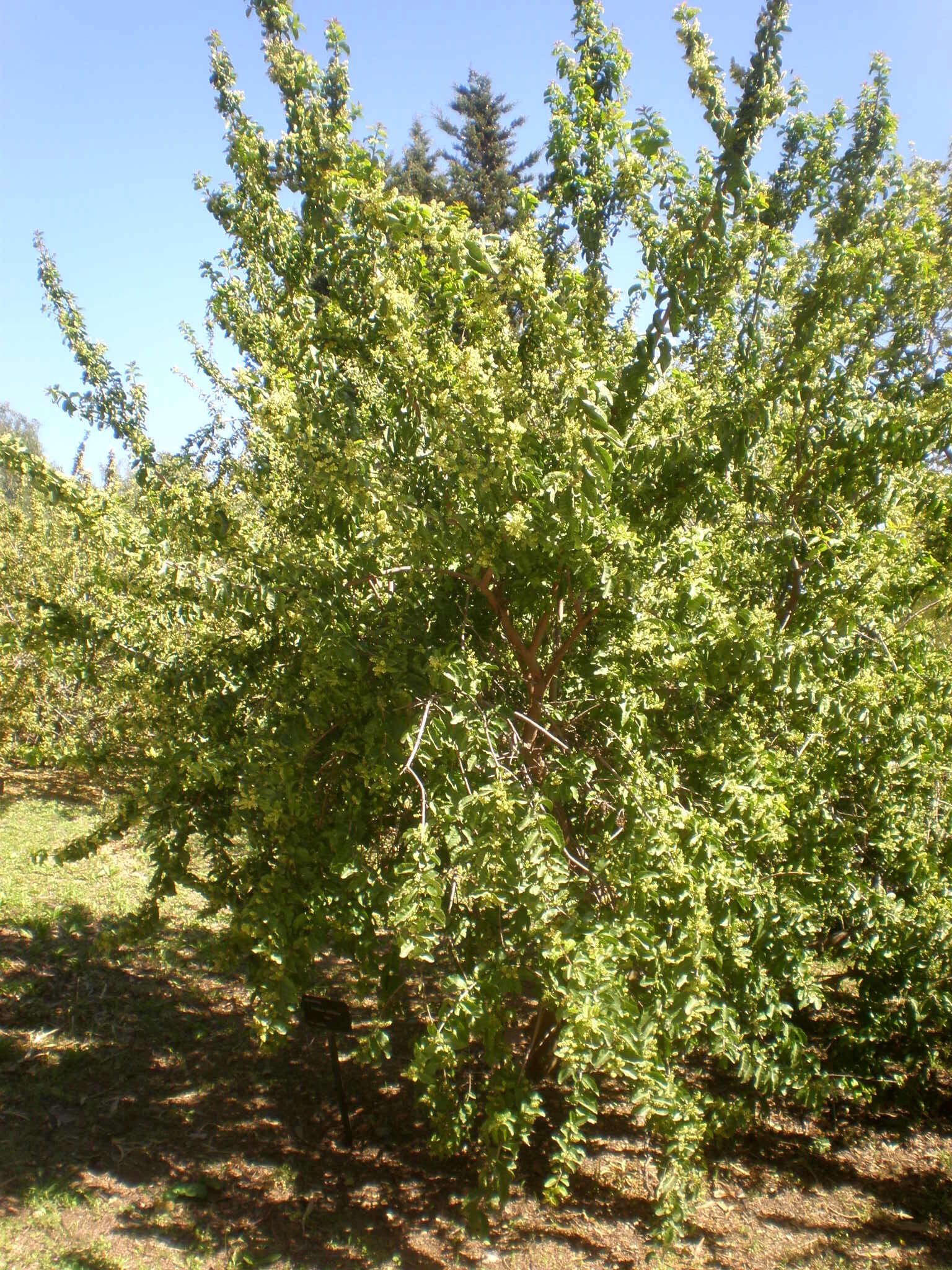 Image de Schinus latifolia