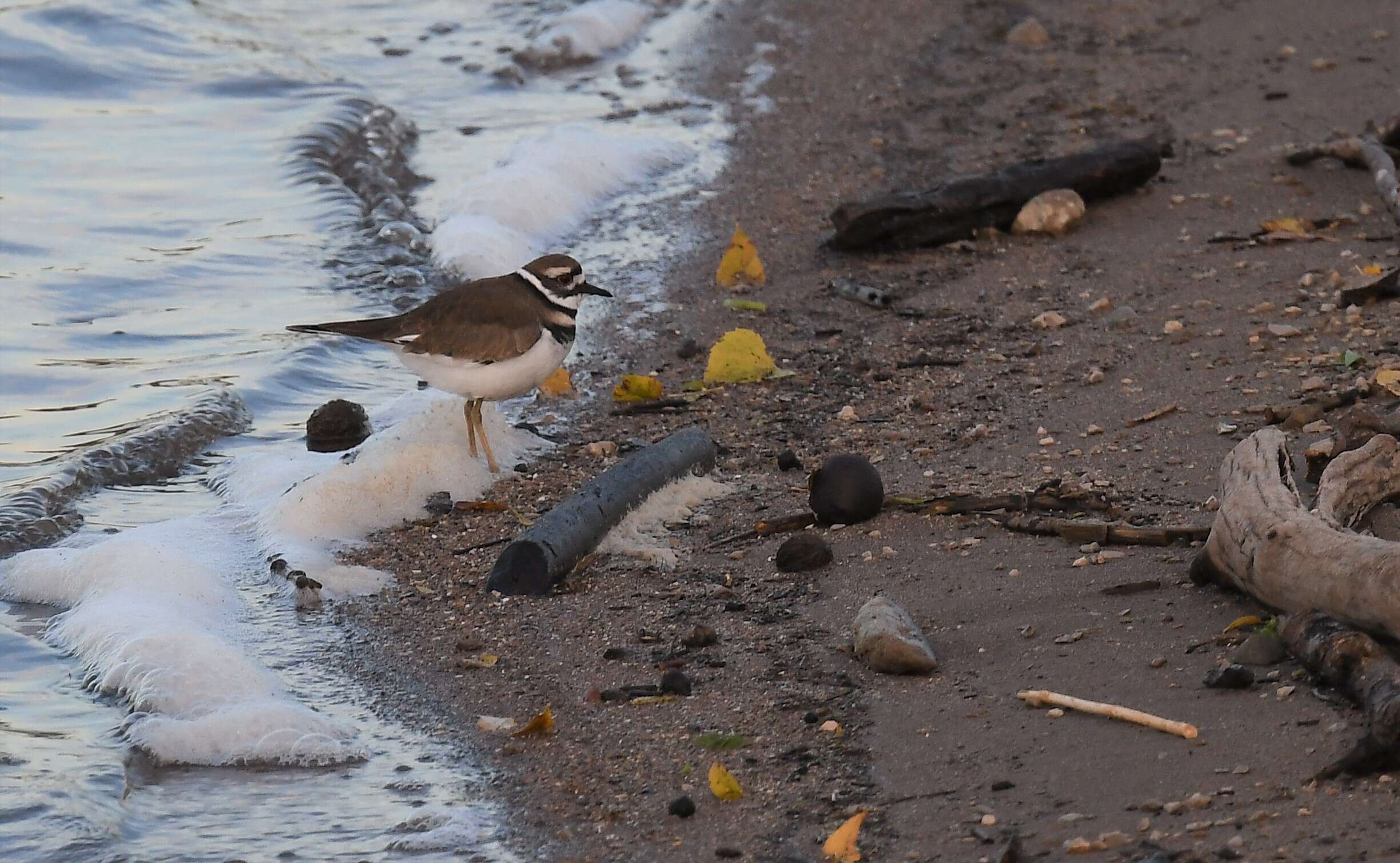 Image of Killdeer