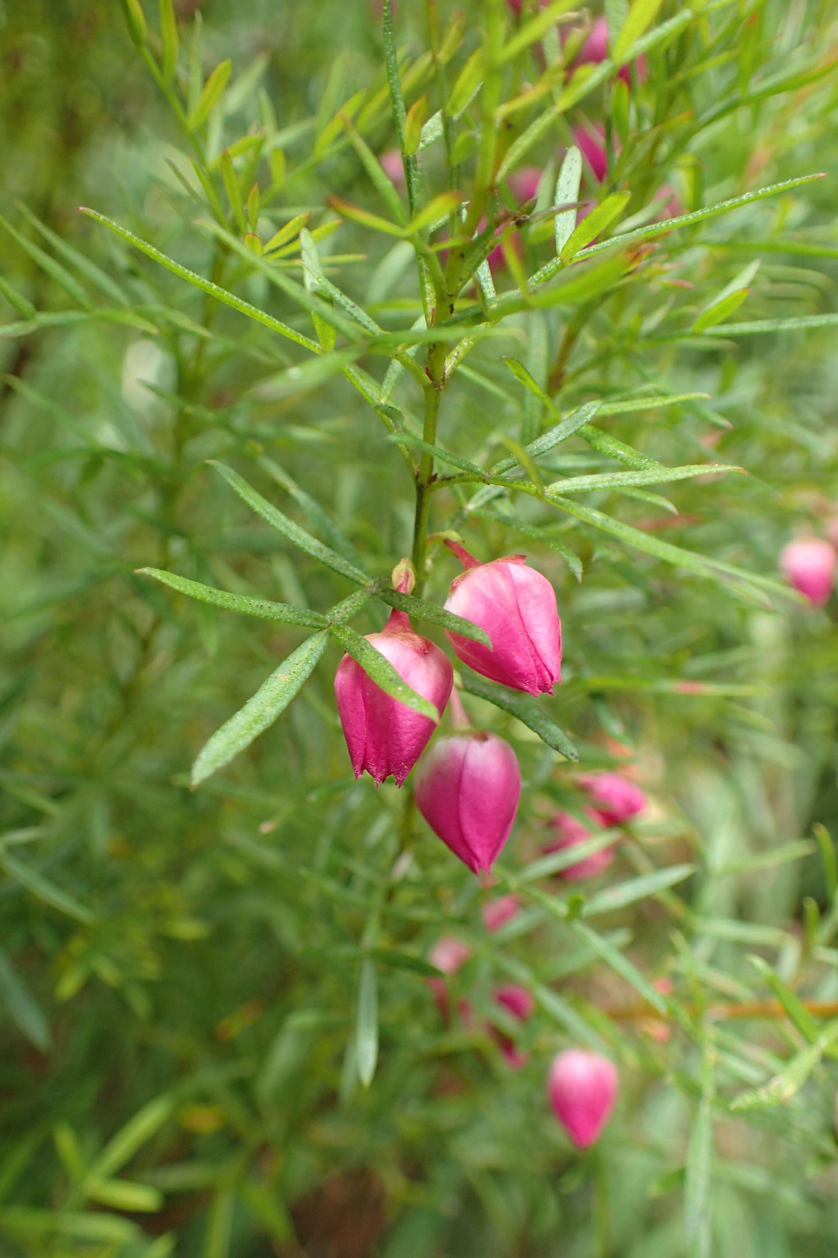 Image of Kalgan Boronia