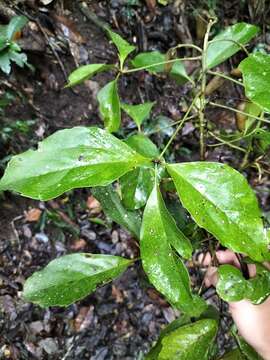 Image of Carnarvonia araliifolia F. Müll.