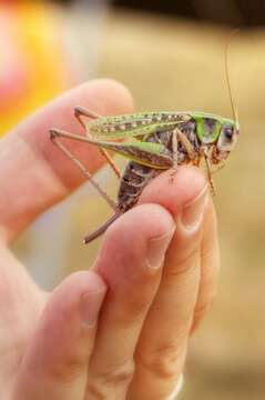 Image of Wart-biter cricket