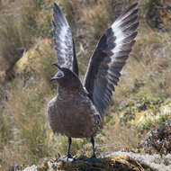 Image of Brown Skua