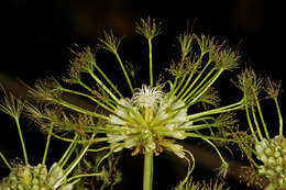 Image of Flat-crown Albizia