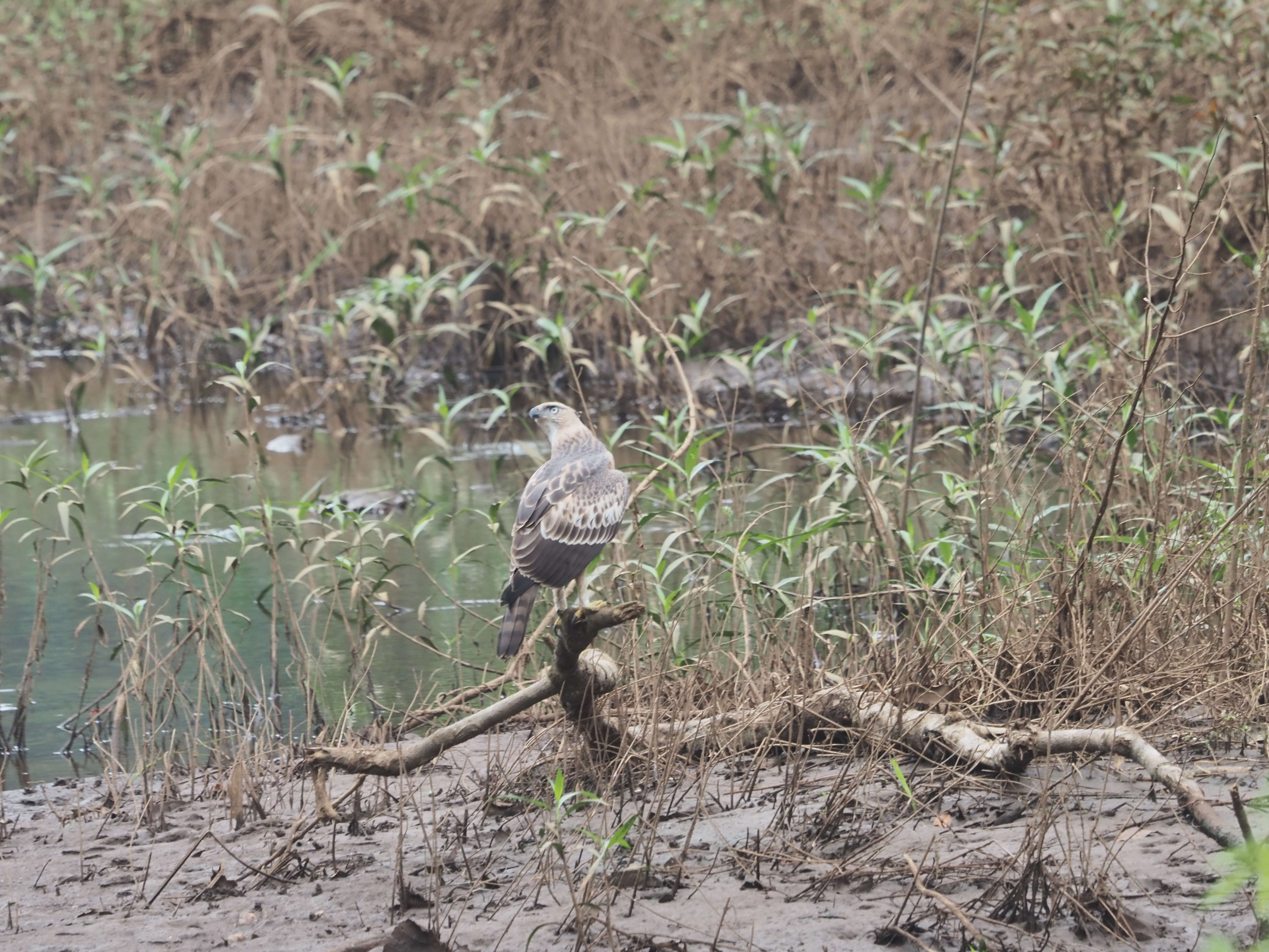 Nisaetus cirrhatus (Gmelin & JF 1788) resmi