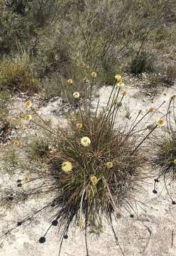 Image of Dasypogon bromeliifolius R. Br.