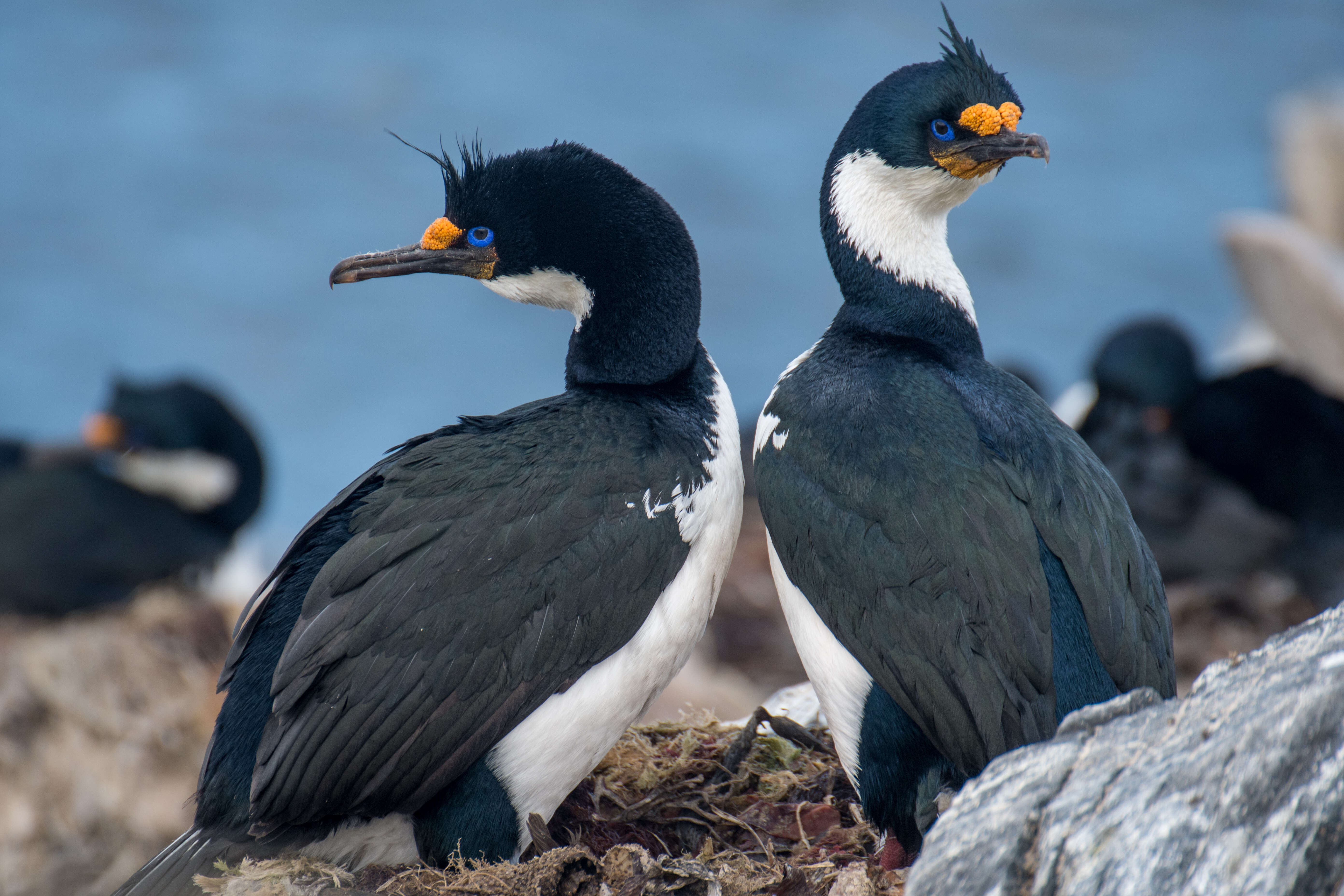 Image of Kerguelen Shag