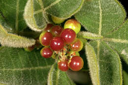 Image of blue-fruited crowberry