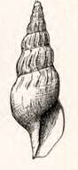 Plancia ëd Pleurotomella parella Dall 1908