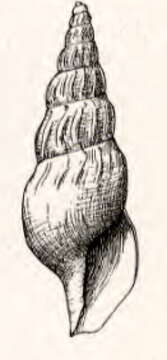 Image of Pleurotomella parella Dall 1908