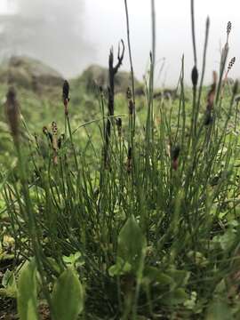 Image of Equisetum bogotense Kunth