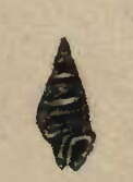 Image de Pilsbryspira collaris (Sowerby I 1834)