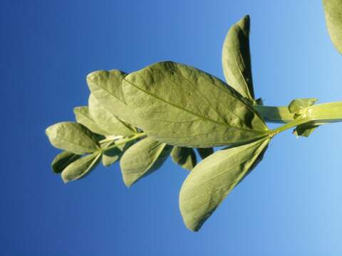 Image of Broad Bean