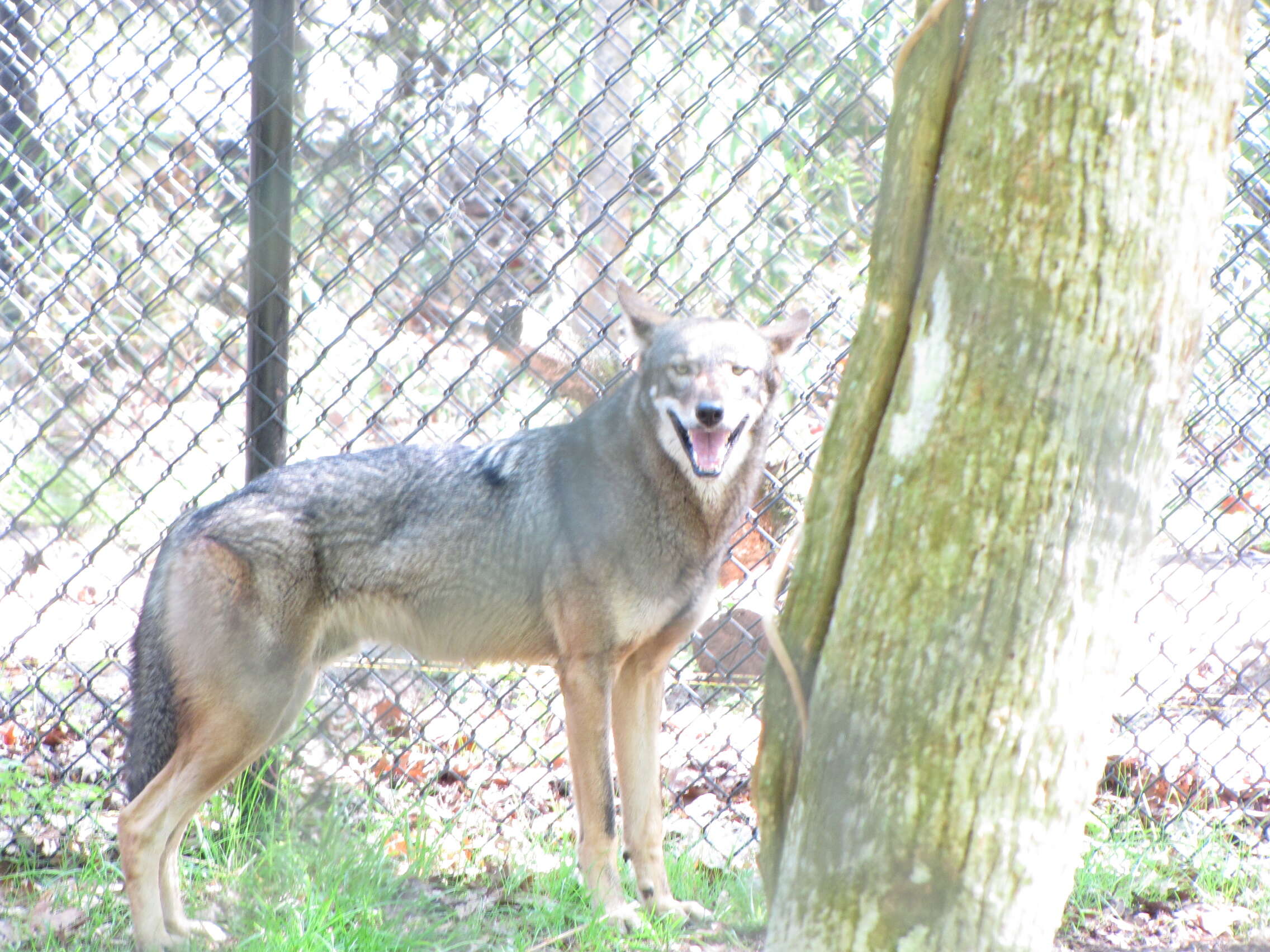 Image of Red wolf