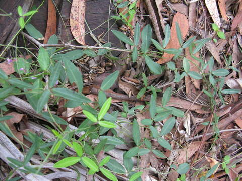 Image of Glycine cyrtoloba Tindale