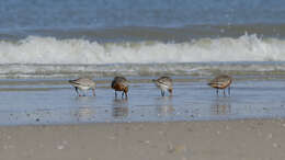 Image of Bar-tailed Godwit