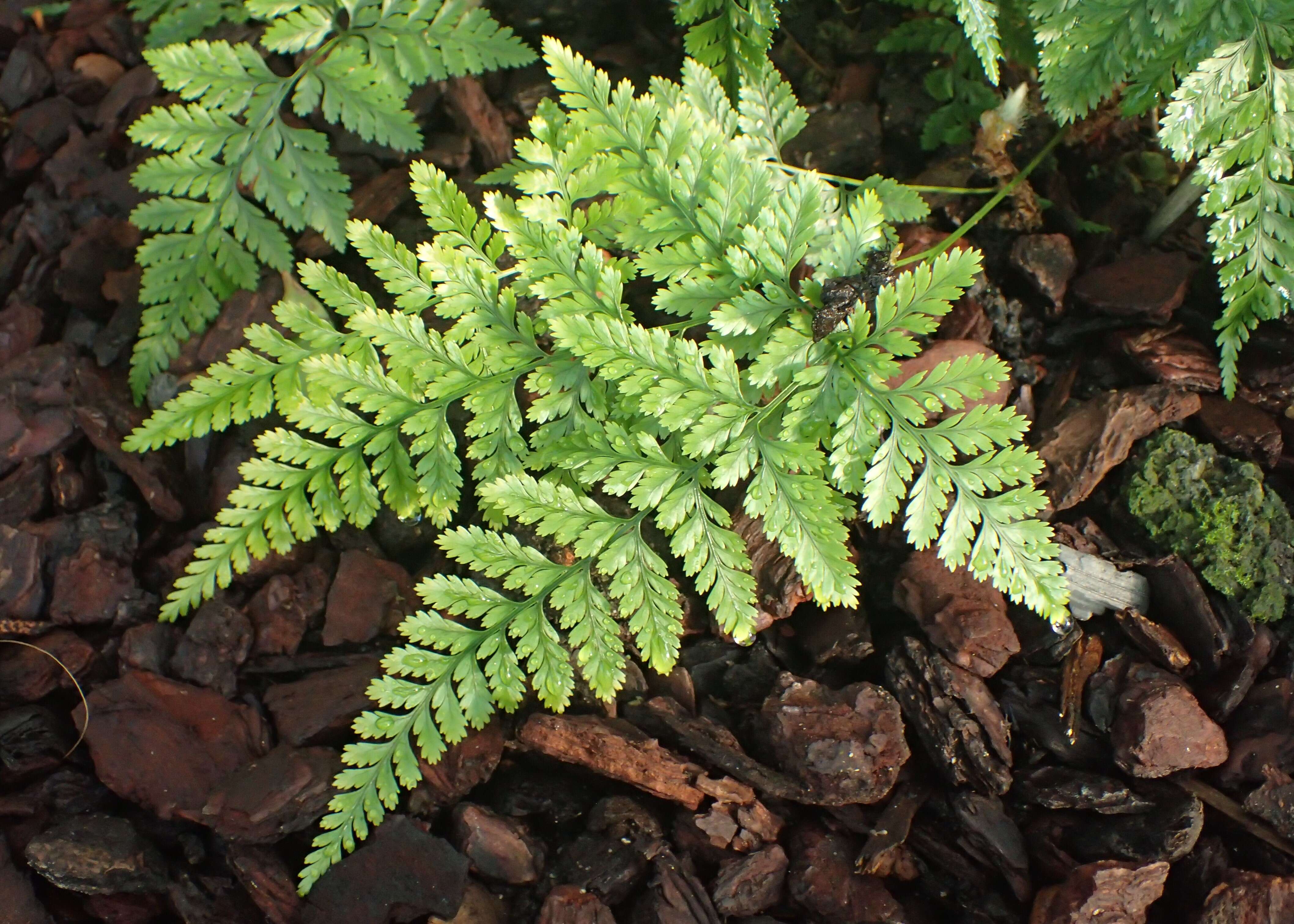 Image of black rabbitsfoot fern