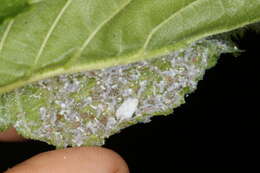 Image of Woolly aphids