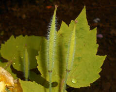 Image of Stylophorum lasiocarpum (Oliver) Fedde