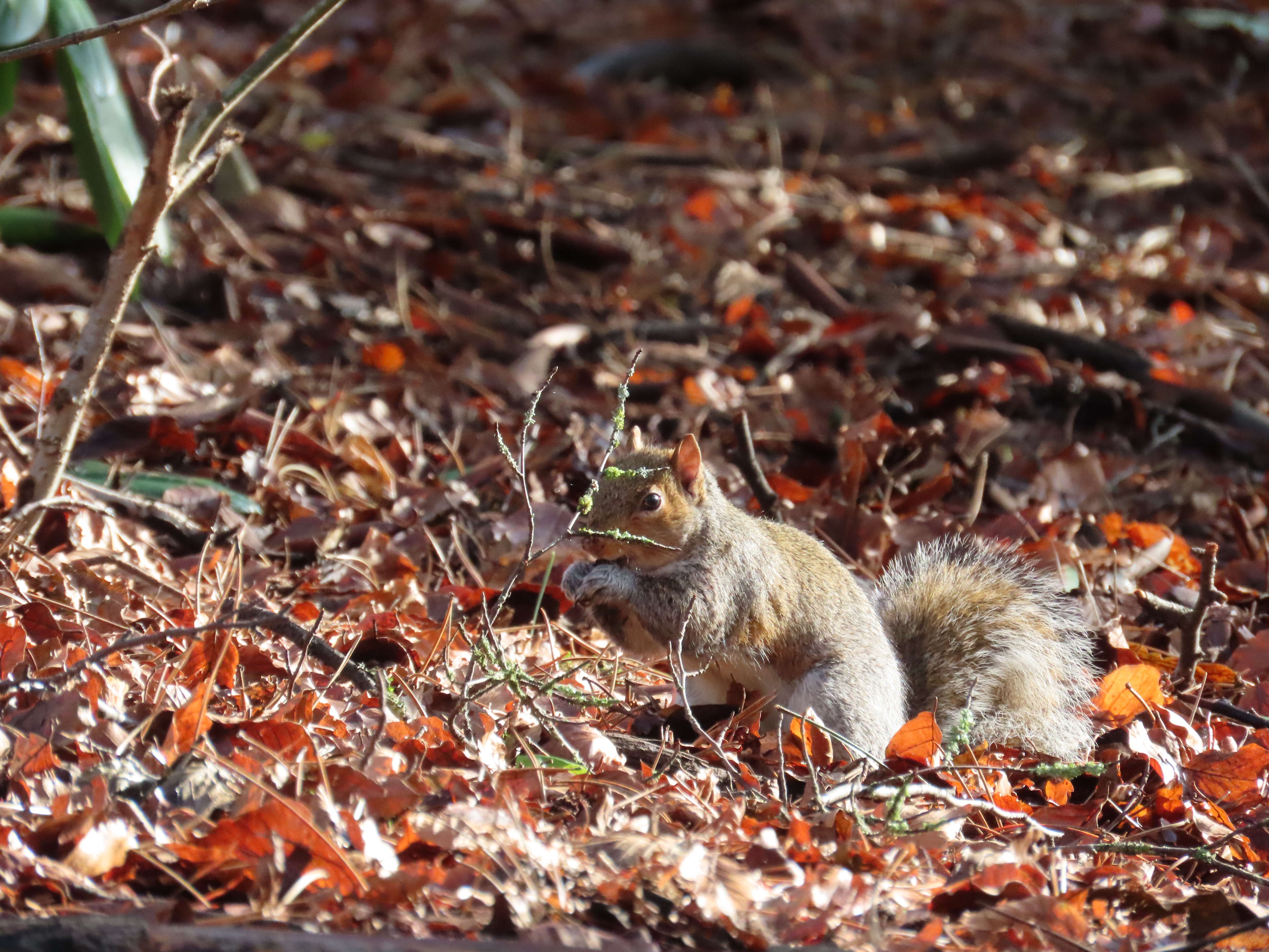 Image of squirrels, dormice, and relatives