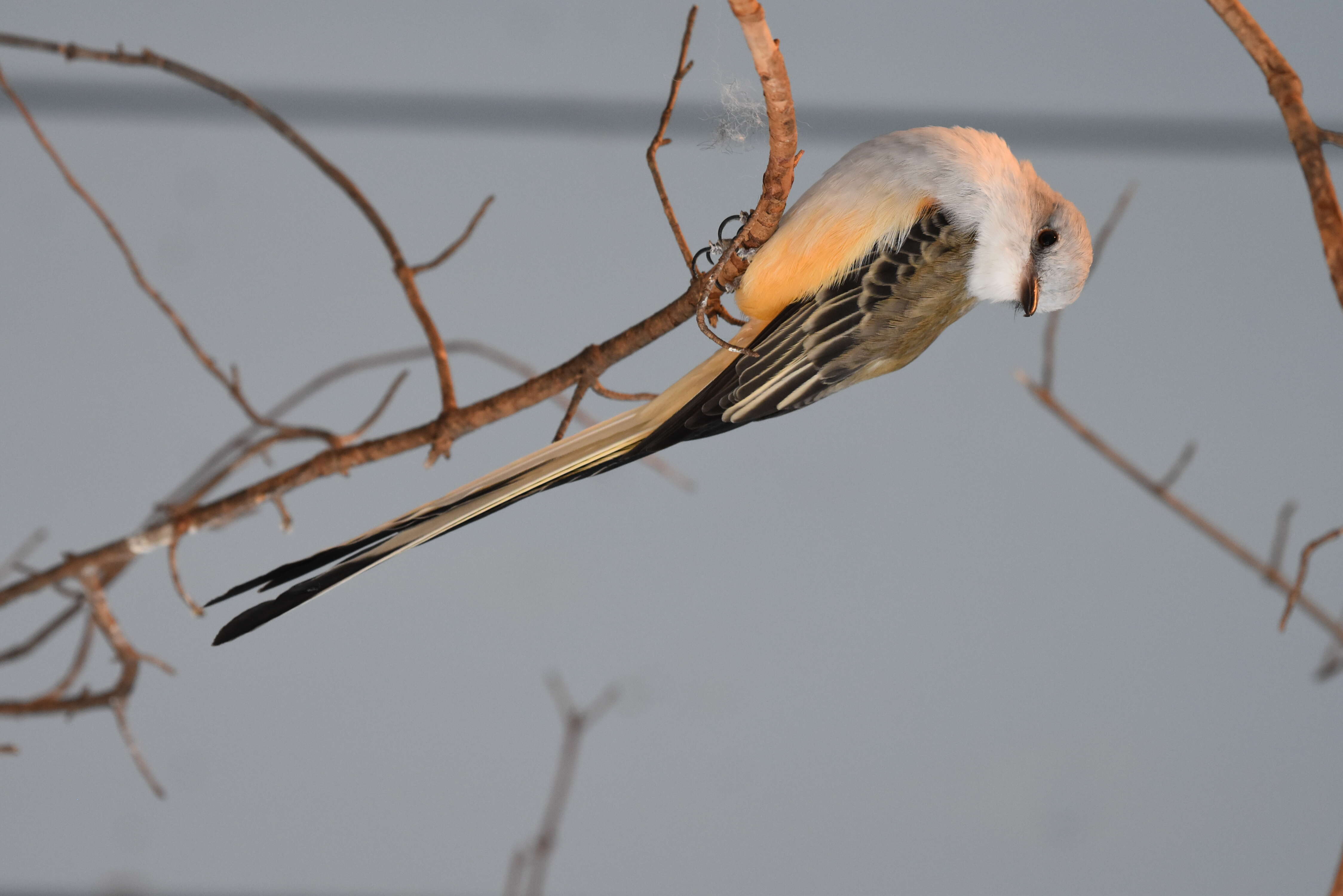 Image of Scissor-tailed Flycatcher